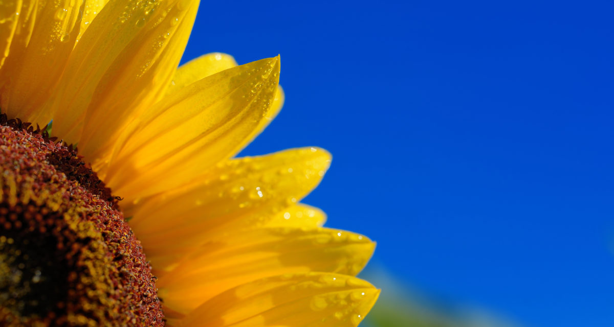 God sommer!